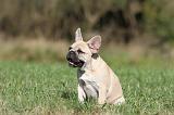 BOULEDOGUE FRANCAIS 526
